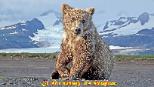 wolf, wolves,predators, predator management, population viability,  predator control, bear safety, bears, grizzly, black bears, bear viewing, bear behavior, Sarah Palin, predator control, slaughter, extermination, books, videos, conservation, stewardship, aerial hunting, aerial shooting, holocaust, adventure, Alaska, Board of Game, consulting, impacts, Sarah Palin, predator control, slaughter, extermination, books, videos, conservation, stewardship, aerial hunting, aerial shooting, holocaust, adventure, Alaska, Board of Game, consulting, impacts, sarah palin wolf hunting, sarah palin aerial hunting, sarah palin wolves, hunting sarah palin, sarah palin wolf bounty, sarah palin environment, sarah palin wildlife policy, sarah palin predator control, sarah palin alaska wolf hunt, governor sarah palin, VP Sarah Palin, photos Sarah Palin, pics Sarah Palin, Pictures of Sarah Palin