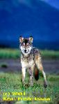 wolf, wolves,predators, predator management, population viability, predator control, bear safety, bears, grizzly, black bears, bear viewing, bear behavior, Sarah Palin, predator control, slaughter, extermination, books, videos, conservation, stewardship, aerial hunting, aerial shooting, holocaust, adventure, Alaska, Board of Game, consulting, impacts