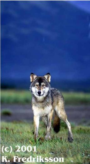 wolf, wolves,predators, predator management, population viability,  predator control, bear safety, bears, grizzly, black bears, bear viewing, bear behavior, Sarah Palin, predator control, slaughter, extermination, books, videos, conservation, stewardship, aerial hunting, aerial shooting, holocaust, adventure, Alaska, Board of Game, consulting, impacts